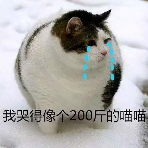 得闲饮茶表情包,闲适生活的缩影